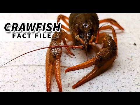 Crawfish Facts: aka CRAYFISH facts | Animal Fact Files