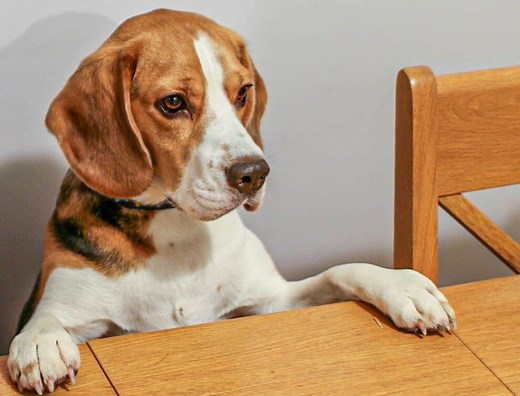 Beagle Feeding Guide: Age wise Diet Chart, Quantity and Best Food - Beagle Care