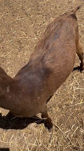 37 reactions | Billy Barbara is taking applications for a "Personal Head Scratcher!" Think your fingers have what it takes? Apply here: https://www.shelterluv.com/matchme/adopt/PANY/Barnyard | Pets Alive | Facebook