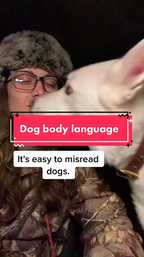 Understanding Dog Panting and Licking Behavior