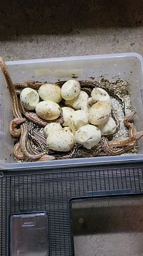 105 reactions · 10 comments | Malaysian Short-tailed Pythons ( Python brongersmai) hatching. #python #pythonbrongersmaiofinstagram #bloodpython #snakehatching #snakesofinstagram | Reptile Garden | Facebook