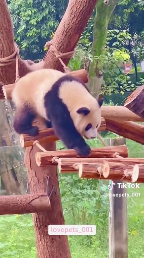 Funny Panda Moments Compilation
