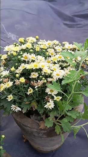 How to grow chrysanthemum from cuttings #chrysanthemum
