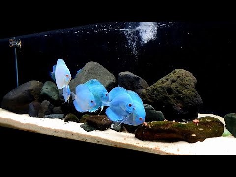 Amazing Rock Discus Tank | Beautiful Blue Diamond Discus Fish
