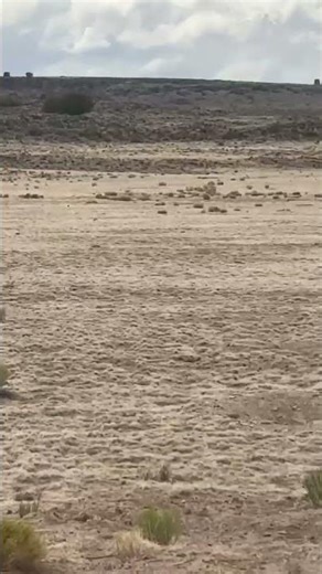 Prairie dog hunting in New Mexico