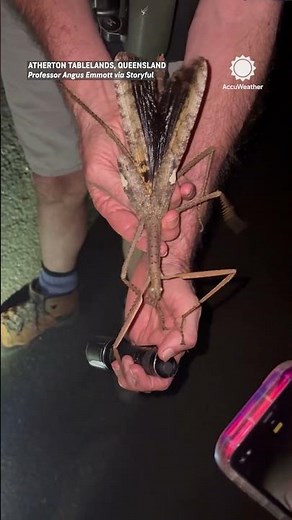 This Insect Looks Like a Stick But Wait Until It Moves!