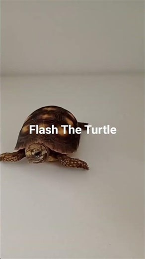 Let's get my sister a turtle in adopt me too #adoptme #turtle