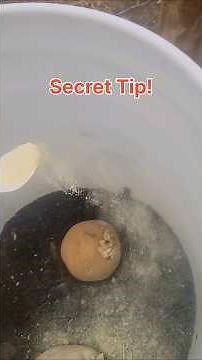 Bucket Potato Gardening That Actually Works