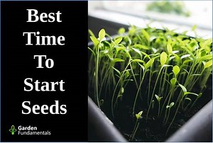 When To Start Seeds Indoors - Includes a Chart