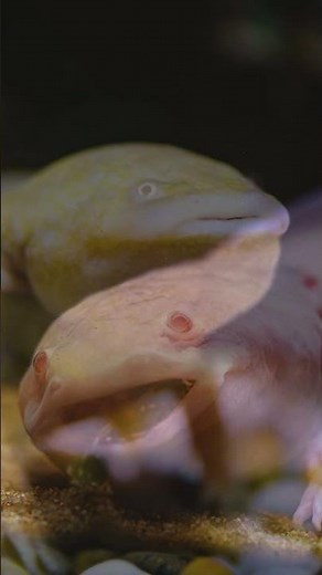 10 Amazing Axolotl Facts for Kids | Fun and Fascinating Facts About Axolotls! #axolotl #axolotllove