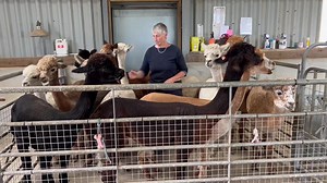 7.5K views · 363 reactions | How to catch your alpaca: this is the ‘packed pen’ method. Fill your pen about 8x8 feet to 70% full, then it’s really easy to catch each alpaca to give injections etc. Sorry no commentary | Mullacott Alpacas | Facebook