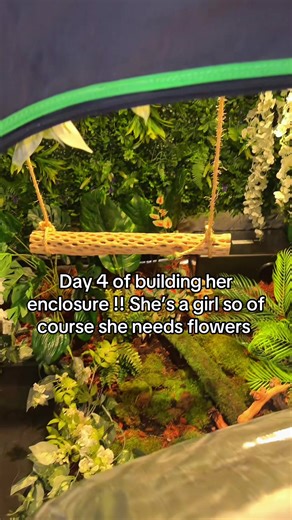 Building a Perfect Enclosure for Jungle Carpet Pythons