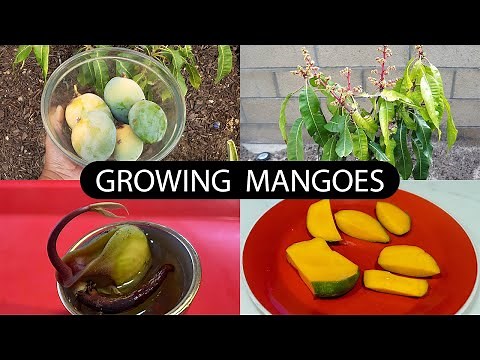 The Joy Of Growing Mangoes - How To Grow Mango Trees
