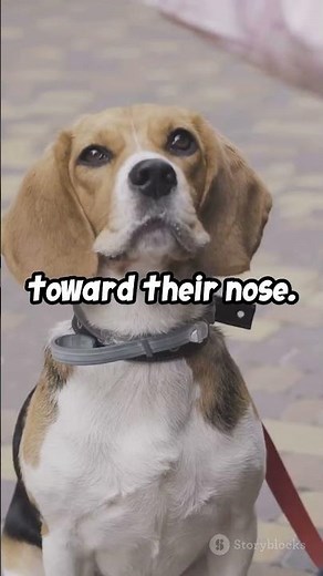 Why Beagles Are the Ultimate Family Dog!