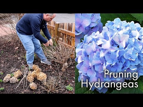 How to Prune Hydrangeas