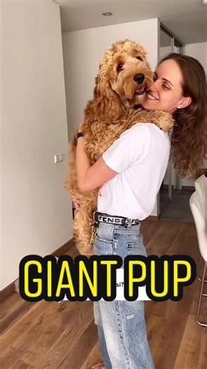 Cockapoo Puppy Size Guide and Rare Pets | Giant Puppy Answer 🐶