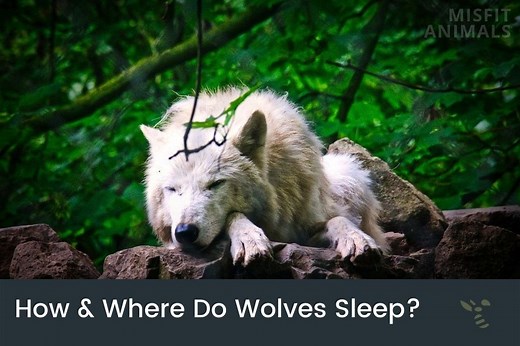 How Do Wolves Sleep & Where? | Intermittent Resting