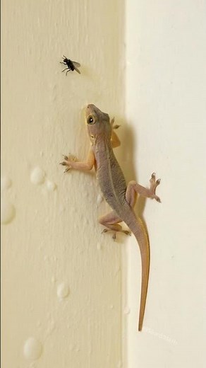 Amazing Lizard Sound 🦎 Effect | Gecko vs Housefly Sound #lizard #housefly