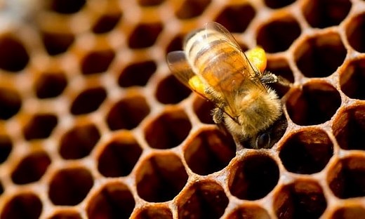 Queenless Beehive: Signs and Causes - Beekeeping 101