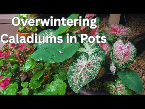 Save Your Potted Caladiums! Easy Winter Care in Pots 🌿🙂 Overwintering Caladiums in Pots 🌸
