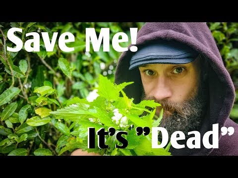 Discover How WILD Food Can Save Your Life! - UK 🇬🇧 Nomads