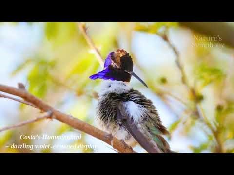 Real Hummingbird Sounds for Sleep & Calm Focus | Gentle Birdsong & Forest Ambience