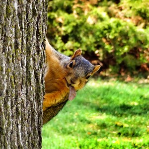 Species of Texas Squirrels and the Laws About Pest Control