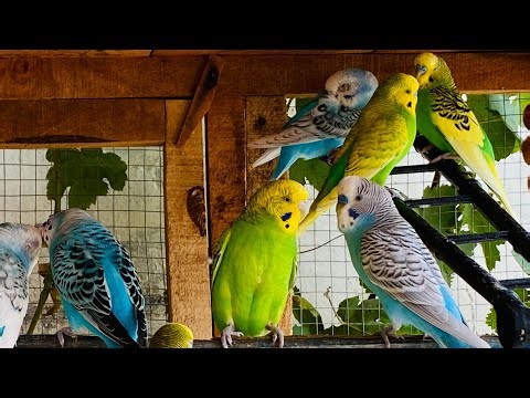 🐦🎶 9 Hours of Budgies Chirping Melody | Relax, Refresh & Relieve Stress 🌿✨