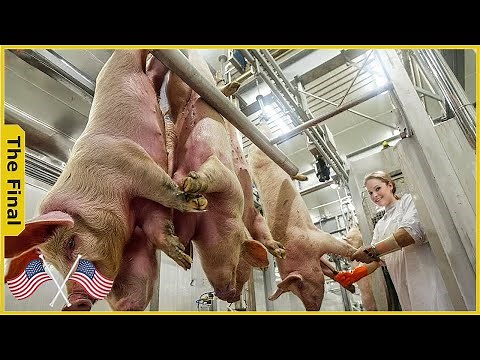 Pig Raising & Transport Method - Pork Slaughter & Cutting Line - Processing Factory