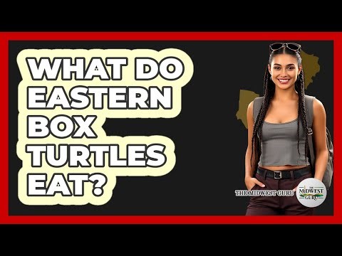 What Do Eastern Box Turtles Eat?
