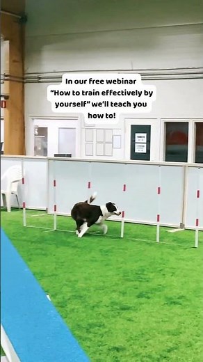 How to Train Agility by Yourself – Free Webinar with OneMind Dogs