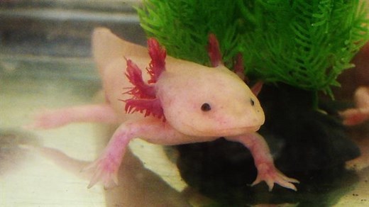See axolotls in the wild