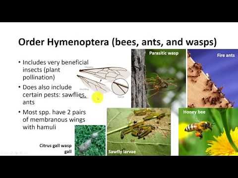 Insect Classification Part 3