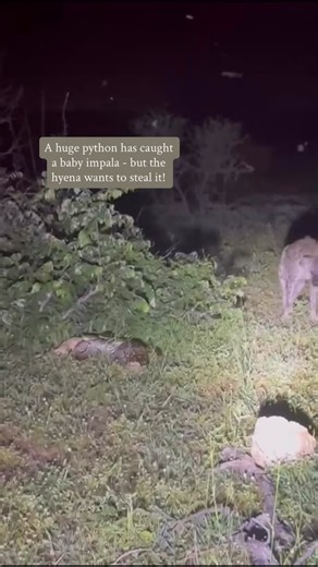 An unbelievable sighting!! A huge python has caught a baby impala and, whilst coiled tightly around its lifeless body, an opportunistic hyena seeks an easy meal... However, the python fights back with loud, fearsome hisses 🐍 enough to caution even a hyena to keep its distance! As we watched the scene play out, two hyenas danced around the snake looking for an opening - but never finding one. What a fascinating and rare insight into the intricate relationships between different predators here in