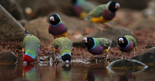 Australia’s endangered animals | The Nature Conservancy Australia