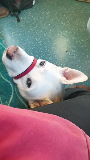 The Dogs Who Helped on TikTok