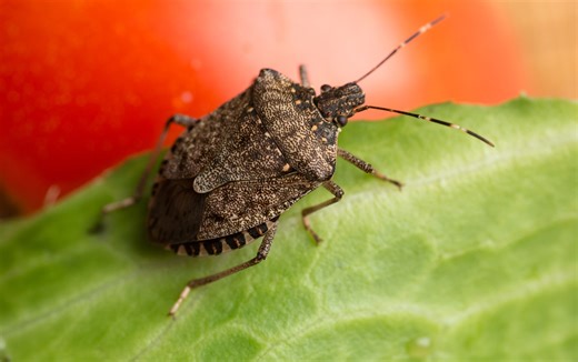 How to Get Rid of Stink Bugs in Your House & Prevent Their Return