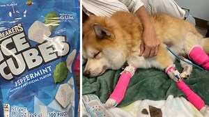 7 On Your Side warns of sugar substitute that could be fatal to dogs