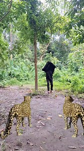 24K views · 97 reactions | A two leopard attack in open a boy #reels #vfx #leopard | Viral Vfx | Facebook