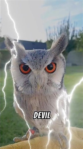 Top 4 Terror Bird Noises