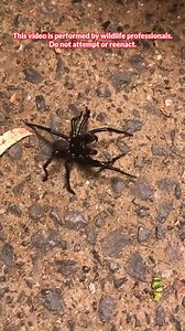1.1M views · 14K reactions | Here’s a funnel web spider showing its MASSIVE fangs! #sydneyfunnelwebspider #australia #spiders #bravewilderness | Brave Wilderness | Facebook