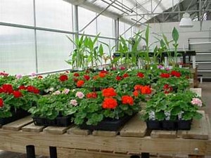 Model Greenhouses - Activity