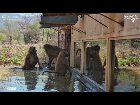 Hilarious Baboons Freak Out Over Their Own Reflections!