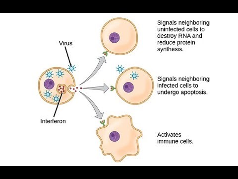 Interferon Explained: Role in the Immune System