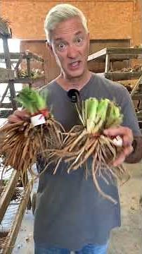 Daylilies in August. Plant NOW For a Beautiful Garden NEXT Summer