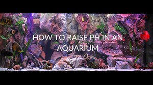 5 Ways To Raise pH In An Aquarium (& 5 Causes)