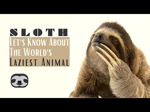 Amazing Sloth Facts: Get to Know the Lazy Wonders of the Animal Kingdom | Wildlife