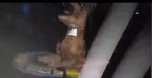 3.6K views · 62 reactions | In an attempt to catch up to the 217 ark... This little dinosaur used his little arms to paddle his way to the ship on Friday during the flood. | 217 Problems | Facebook