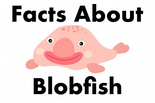 11 Interesting Facts About Blobfish - Wildlife Informer
