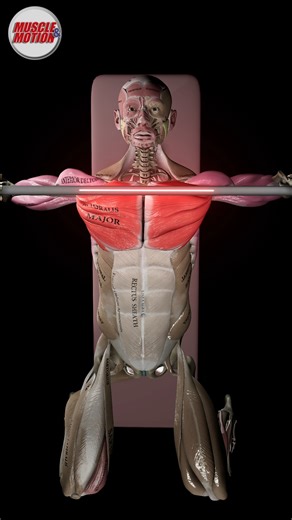 Muscle and Motion on Instagram: "Bench Press: Are You Doing It Right? 類 The bench press is one of the most popular strength exercises worldwide, but it’s also one of the easiest to perform incorrectly. Are you making these common mistakes? Learn how to spot and fix them in the Muscle and Motion Strength Training App. Ready to optimize your workouts for maximum results? Hit the link in bio! #muscleandmotion #benchpress #strengthtraining #workouttips"